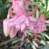 Yvonne Hasselerharm Fuchsie