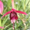 De Groot's Waterval Fuchsie