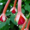 Onna Fuchsie