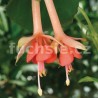 Salmon Glow Fuchsie