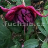 Hof Popkensburg't Fuchsie
