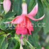 Johanna Rosenbach Fuchsie