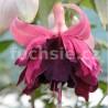 Leon Pauwels Fuchsie (Šl. P.van Bree, NL, 2004)
