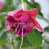 Sultan Fuchsie