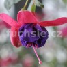 Anna Marie Fuchsie
