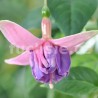 Violacea Fuchsie