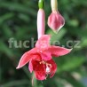 Belijn Fuchsie