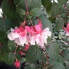 Ula Girl Fuchsie (Fuchsie)
