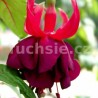 Saran Leader Fuchsie ( Fuchsie)