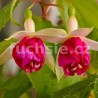 Aladná,s Sander Fuchsie