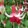 Coxeen Fuchsie