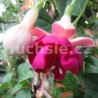 Constance Fuchsie ( Fuchsie Constance)