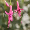 Luca Feilhuber Fuchsie ( Fuchsie)