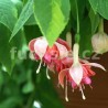 Celebration Fuchsie (Fuchsie)