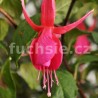 Regale Fuchsie (Fuchsie)