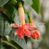 Herp,s Contrabas Fuchsie (Fuchsie)