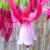 Annie M. G. Smith Fuchsie (Fuchsie)