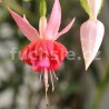 British Jubile Fuchsie ( Fuchsie)