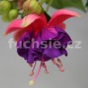 Jollies Force Colmar Fuchsie ( Fuchsie)