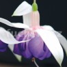 Blue Satin Fuchsie 