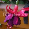 Amazing Grace Fuchsie ( Fuchsie)