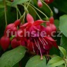 Adolf Kräger Fuchsie (Fuchsie)