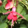 Isabel Rein Fuchsie (Fuchsie)