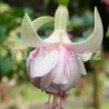 Jessie Pearson Fuchsie (Fuchsie)