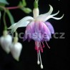 Lillian Annetts Fuchsie (Fuchsie)