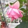Jade Demle Fuchsie (Fuchsie)