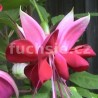 Heri Cyclops Fuchsie (Fuchsie)