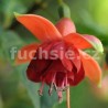 Danny Kaye Fuchsie ( Fuchsie)