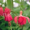 Baron de Ketteler Fuchsie