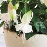 Polar Fuchsie