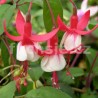 Red White- Fuchsita (Fuchsie)