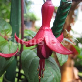 fuchsie Paul - Fuchsia Paul