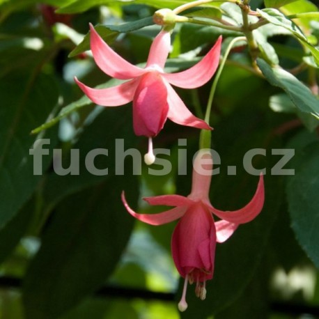 Danuše Marková Fuchsie 