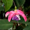 Barbe´s trio Fuchsie (Fuchsie)