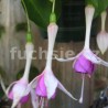  Roesse Meton (Fuchsie)