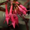 Steirerblut (Fuchsie)