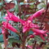 Sparky (Fuchsie)