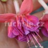 Menkelly's Euphemia (Fuchsie)