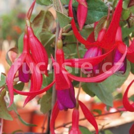 Red Spider Fuchsie (Reiter USA  1949)