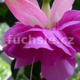 English Rose (Fuchsie)