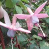 Schöne Janina (Fuchsie)