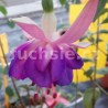 Dick Swinbank (Fuchsie)