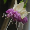 Waldi ´s amrei (Fuchsie)