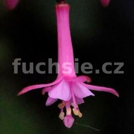 fuchsie Small Pipes - Fuchsia Small Pipes