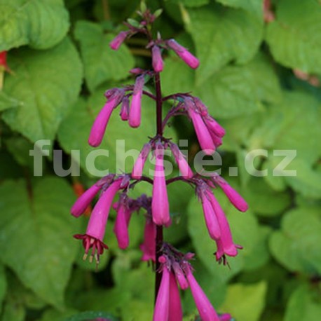 Kapská, vínová(Phygelium) mrazuvzdorná