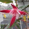 Tinkerbell (fuchsie)